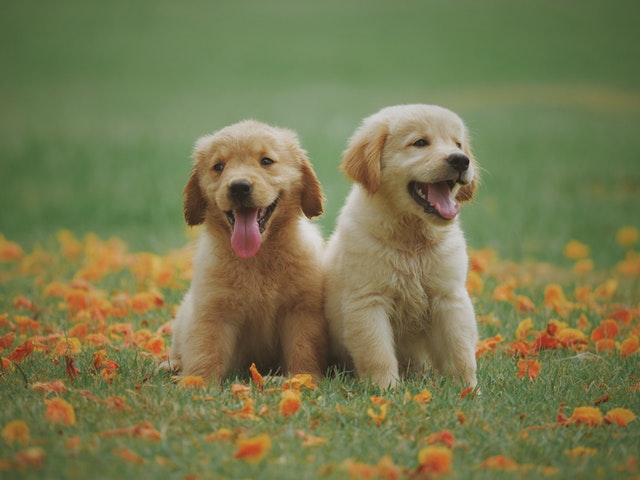 PetSmart in Walnut Creek, California